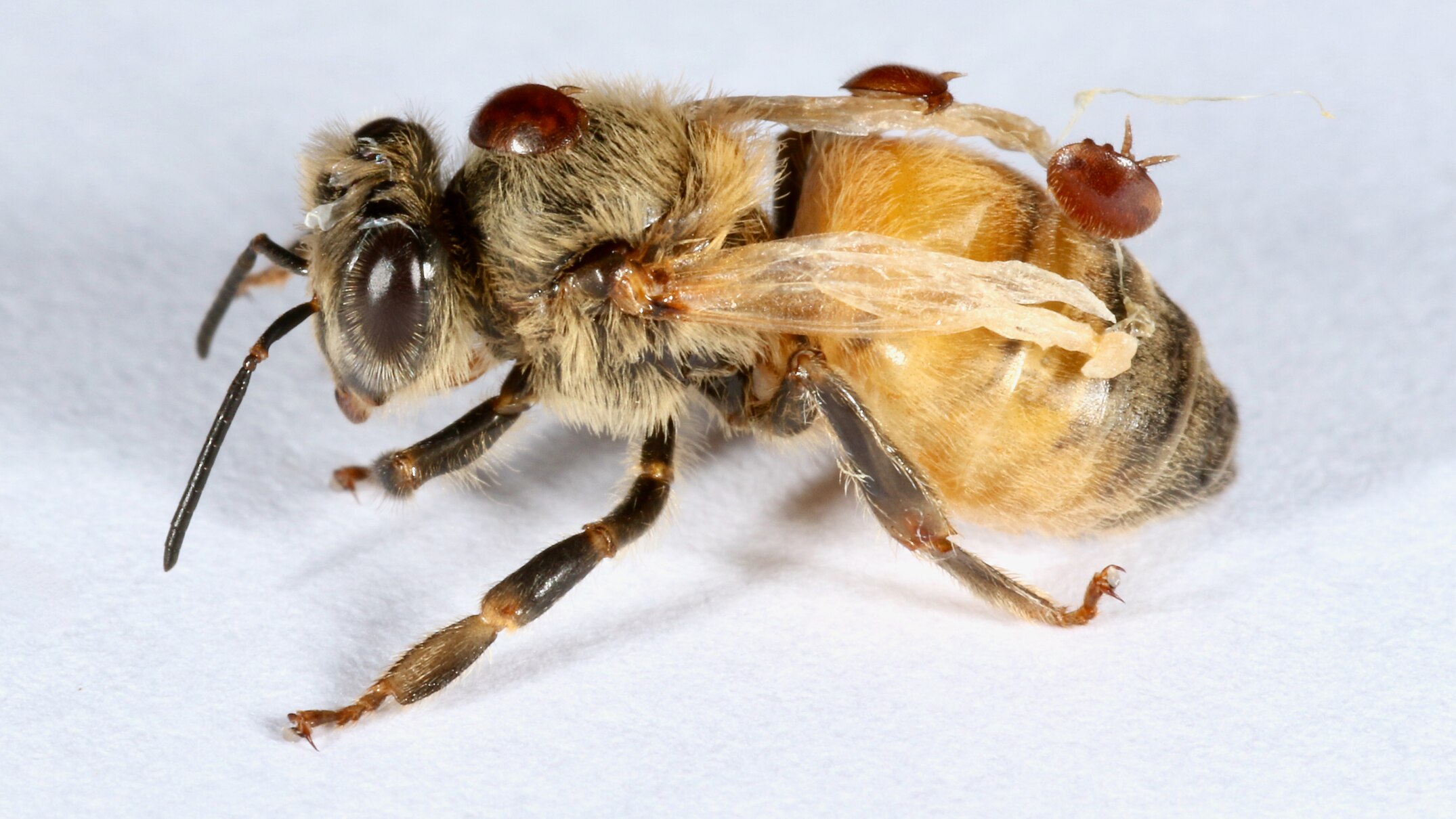 Beekeepers call for biopesticide known to target varroa mite to come to ...