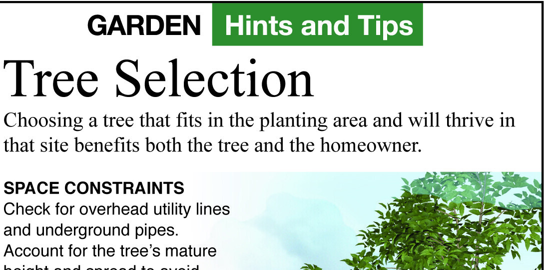 Tree-buying tips
