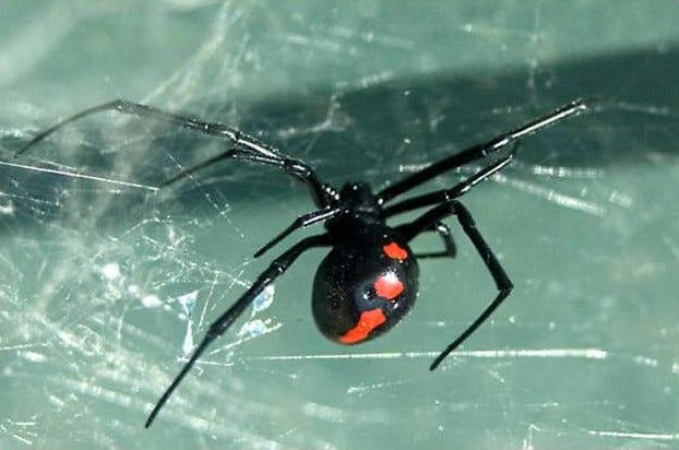 Alabama's most venomous spider is active now. Here's where it hides