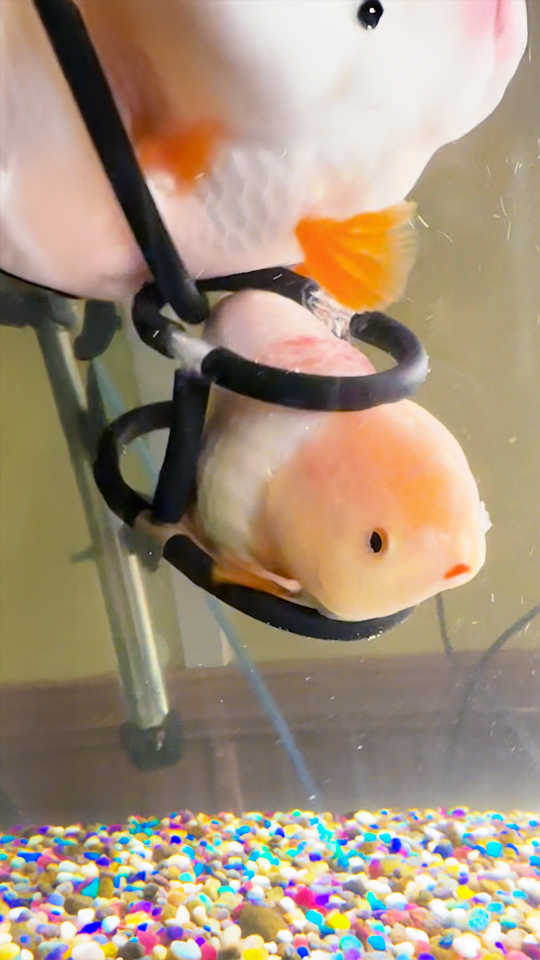 Disabled fish can finally swim 🥹