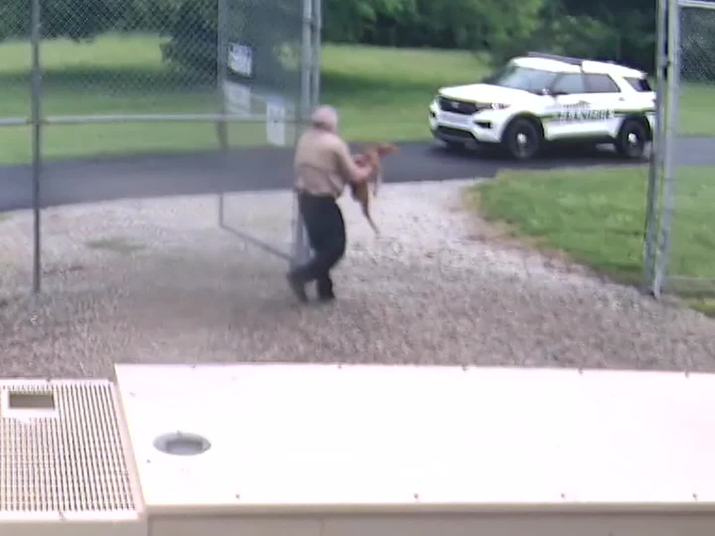 Watch: Baby deer rescued after trapped in fence at area park
