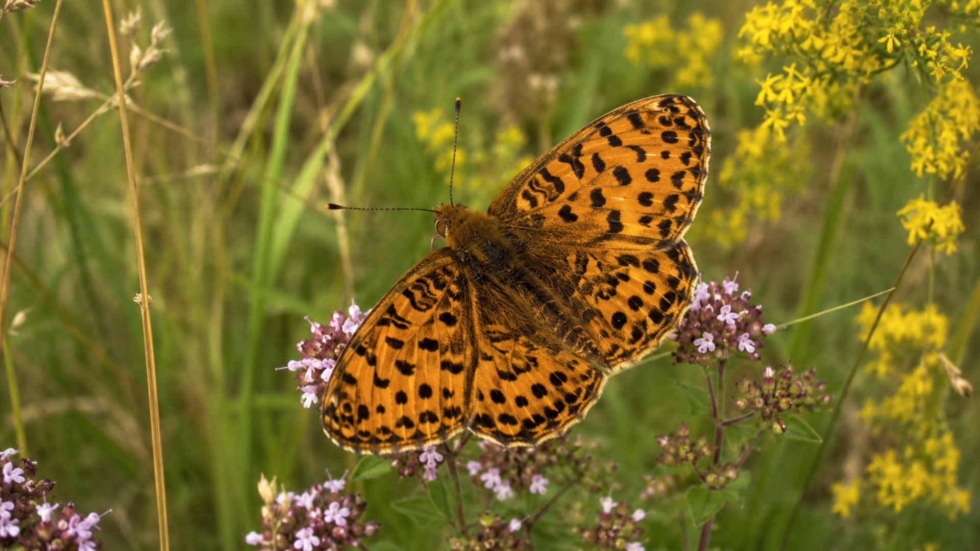 The forgotten butterfly collector lost to history for 300 years