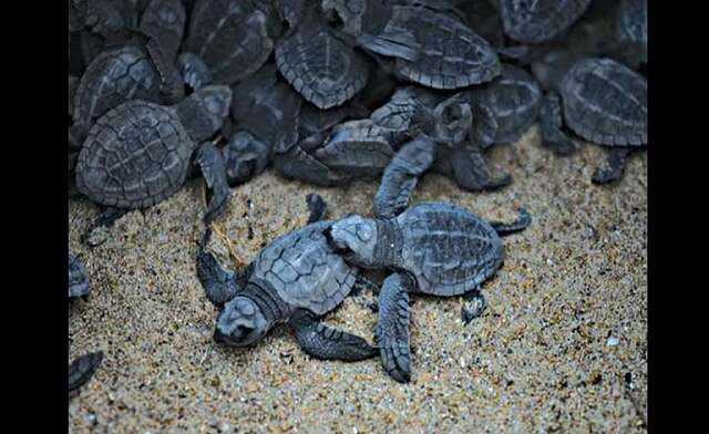 New turtle nesting sites to be identified in Goa: Minister Rane