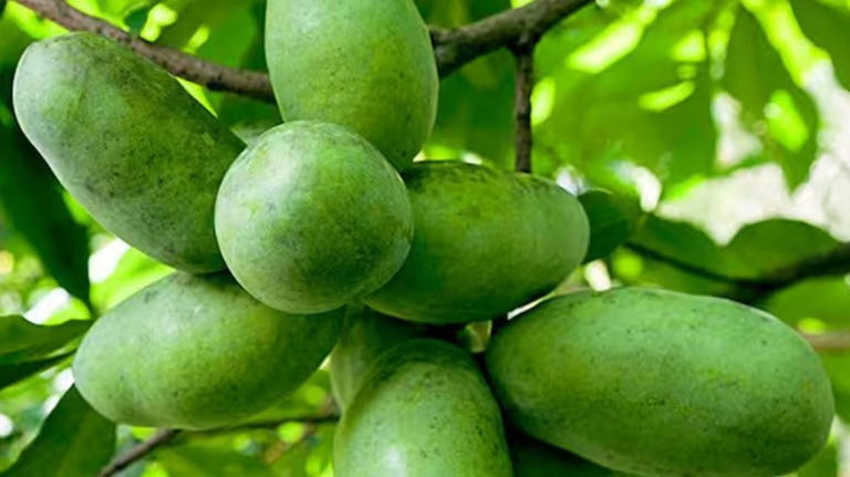 These 10 Home Depot fruit trees will bring new life to your garden