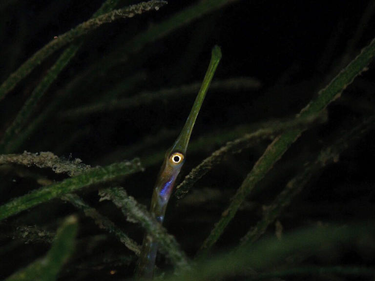 One of world’s rarest fish shortlisted for top science photography awards