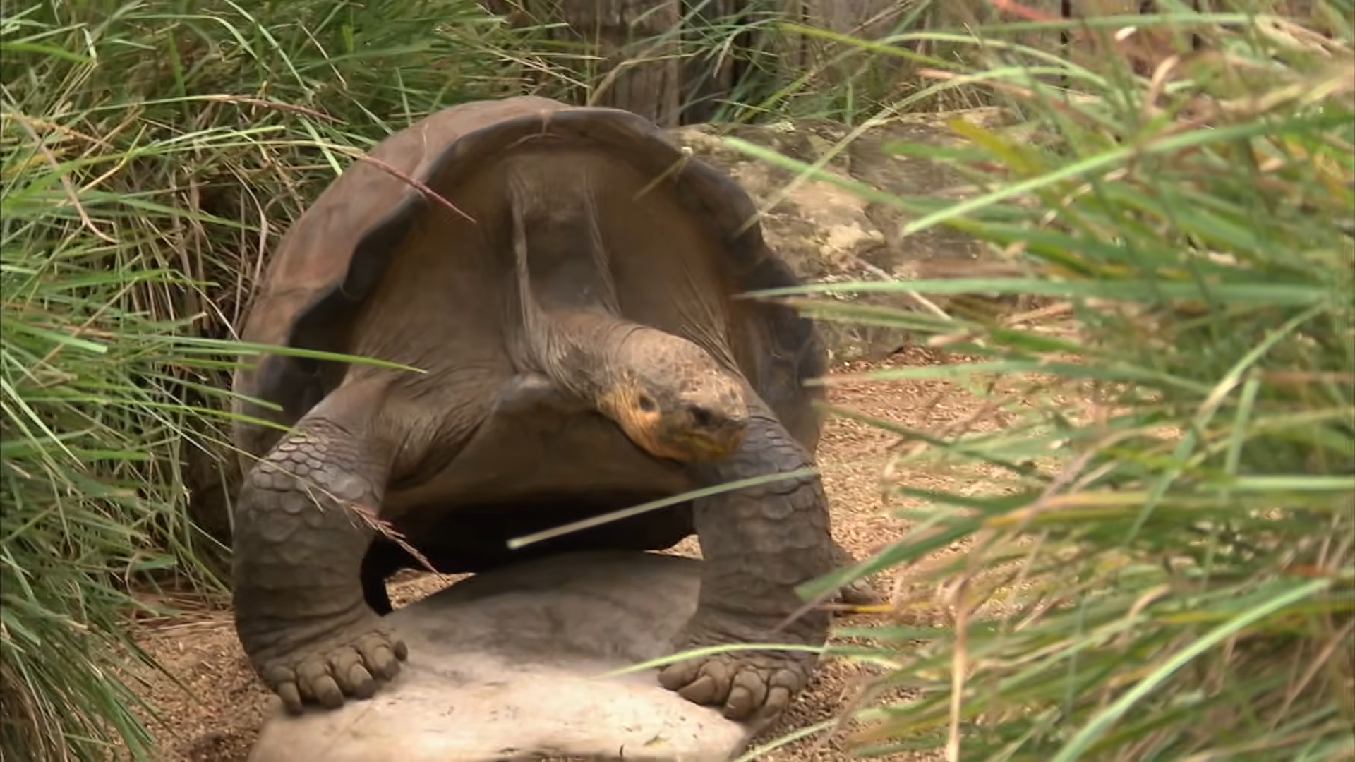 This giant tortoise finally got his chance at love after 61 years alone