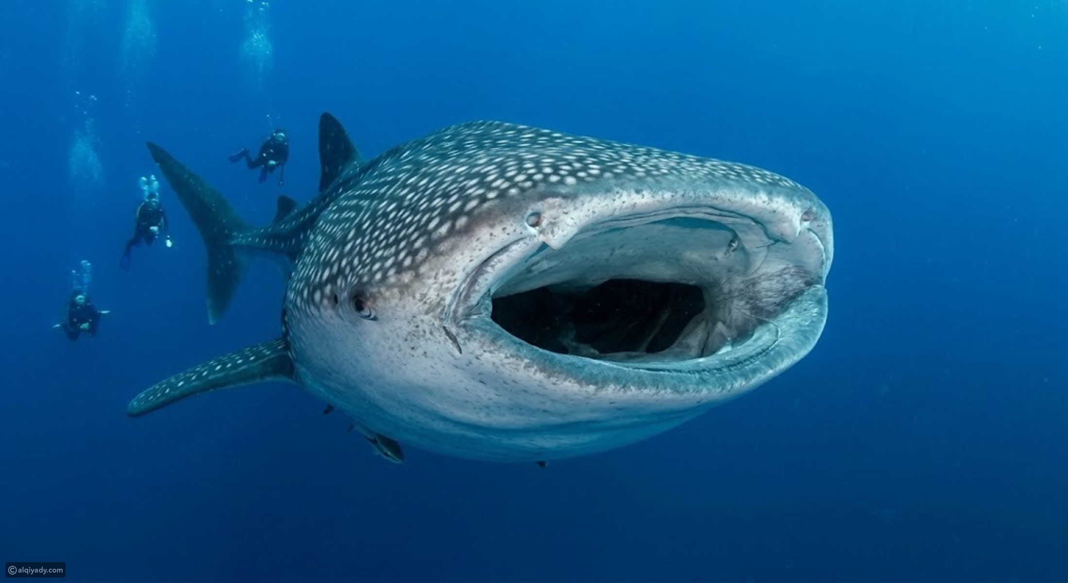 Scientists find the world’s biggest fish — and it’s bigger than anyone ...