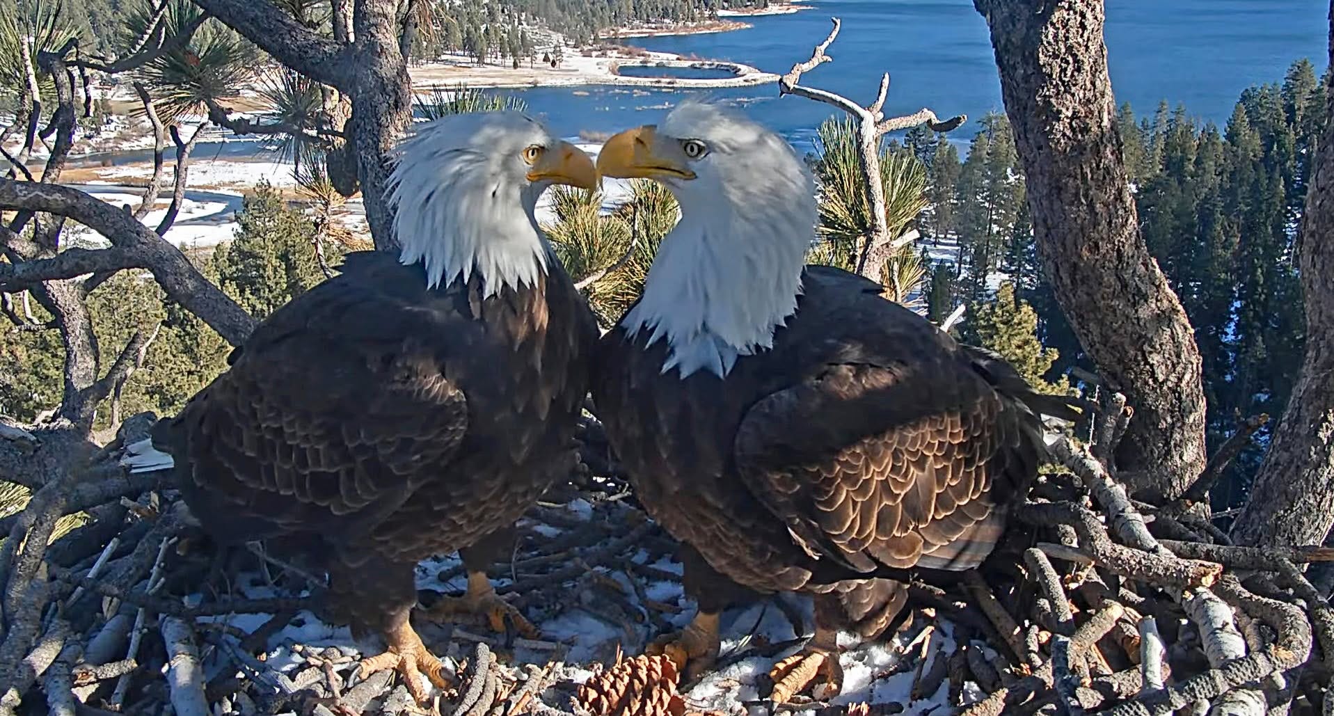 Eagle nonprofit opposes Big Bear fireworks show, warns supporters