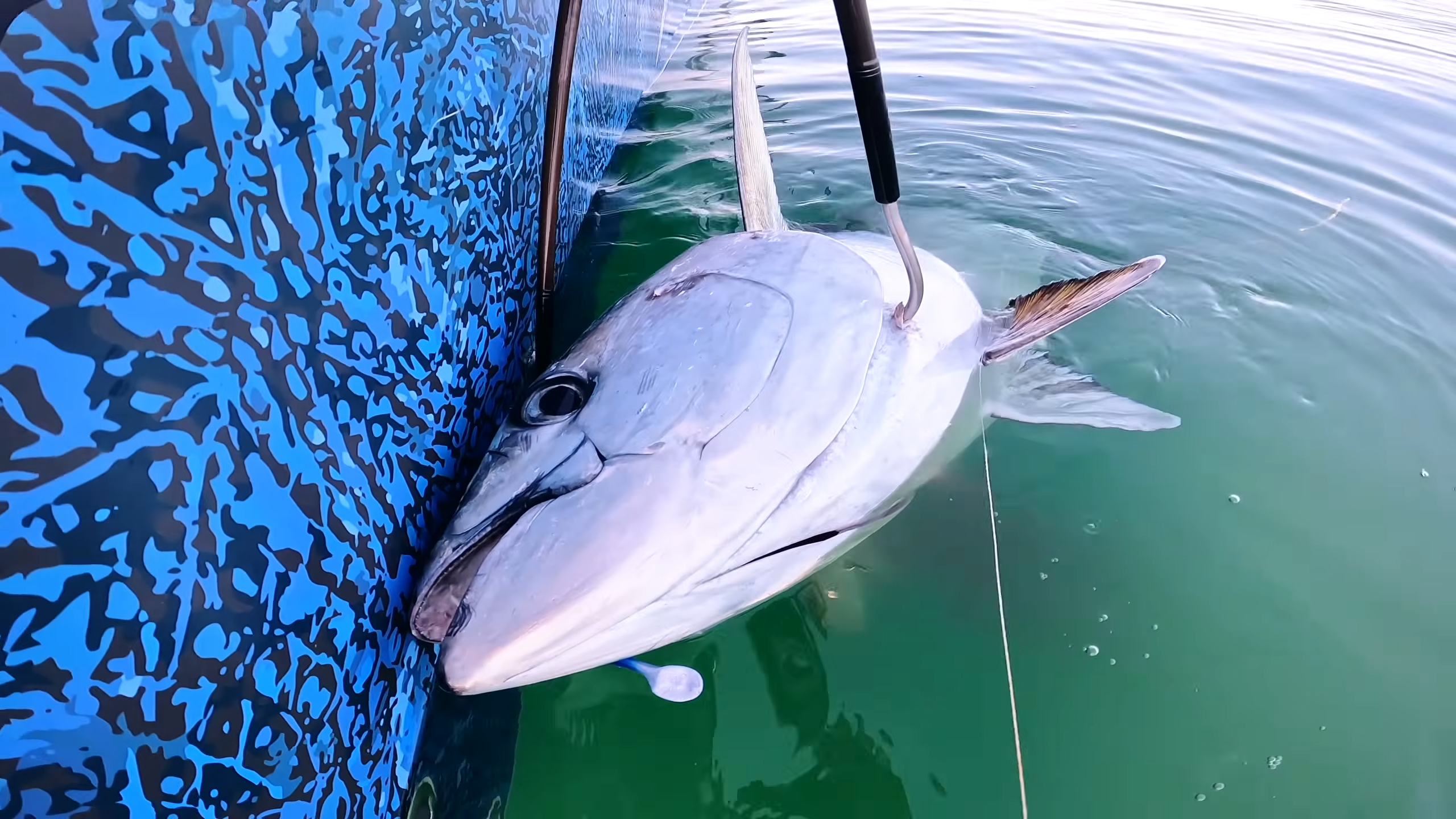 Watch a 182-pound tuna drag a fishing boat into chaos
