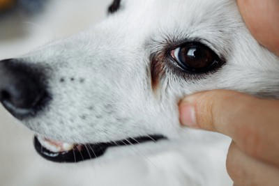 犬の涙やけが悪化する『タブー行為』５選 放置してはいけない理由や逆効果となるケアの仕方まで