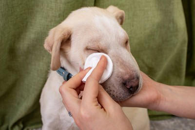 犬の涙やけが悪化する『タブー行為』５選 放置してはいけない理由や逆効果となるケアの仕方まで