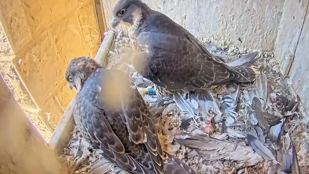 A new generation of peregrine falcons fledge from their Sagrada Familia ...