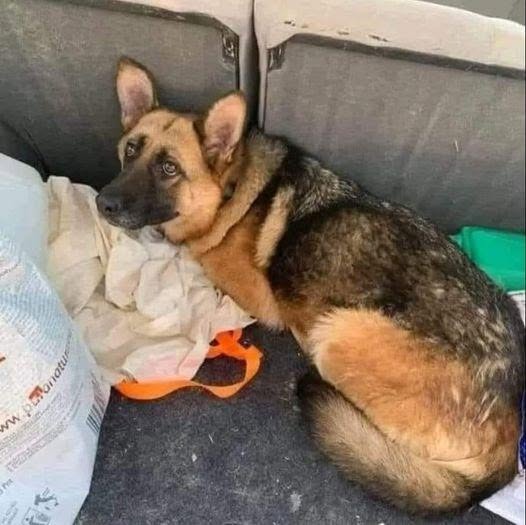Cucciolo trovato legato con una borsa accanto: una donna lo salva e lo ...