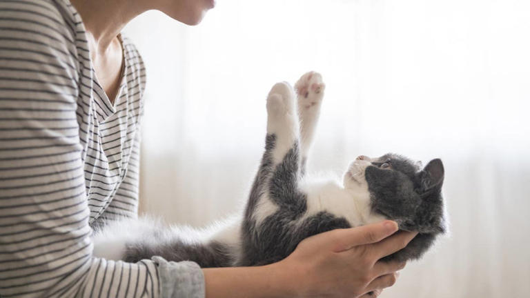 7 surprising realities about British Shorthair cats