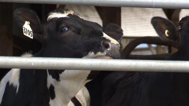 New York ranks 5th in dairy production as North Country sees decline in ...