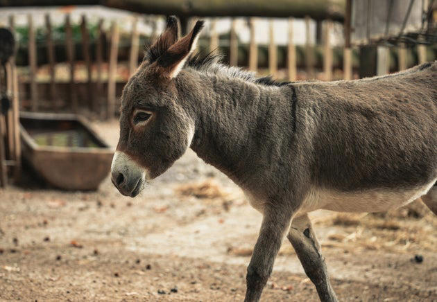 What does donkey's years mean? Why Brits say the odd phrase