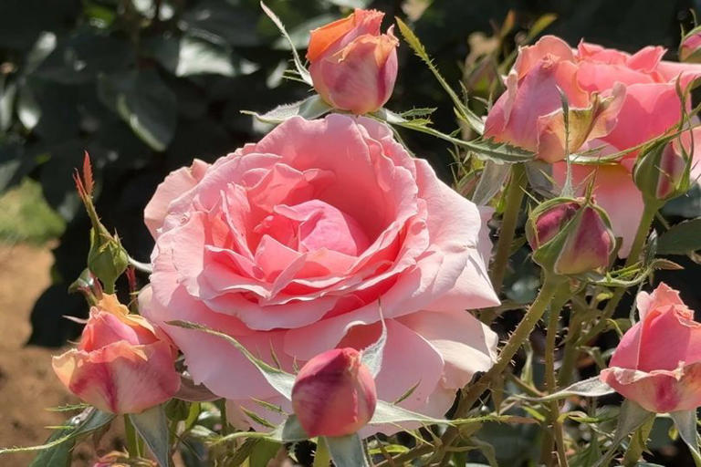 banish-black-spot-from-your-roses-by-spraying-leaves-with-one-product
