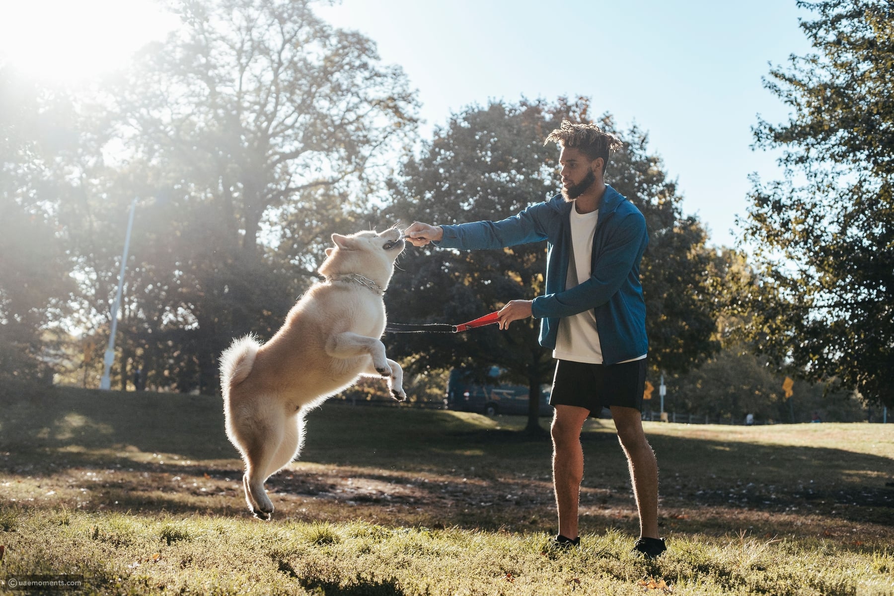 These 9 dog breeds are the hardest to care for and live with