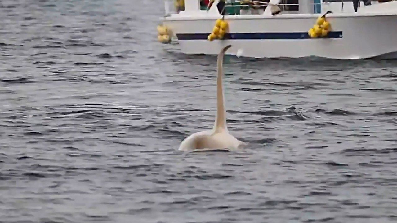 Incredibly rare white orca spotted off Japan