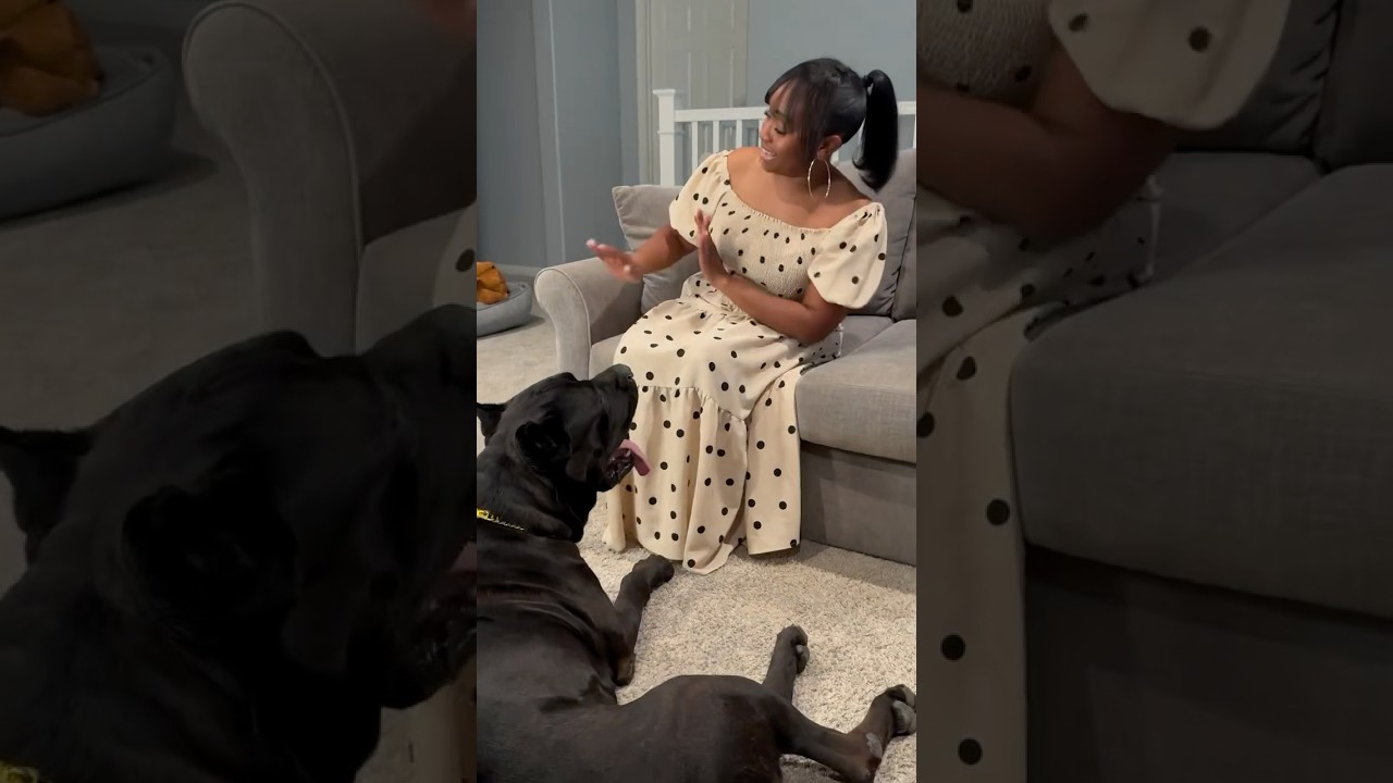 Hilarious dog takes in his mom's deep hip hop lesson