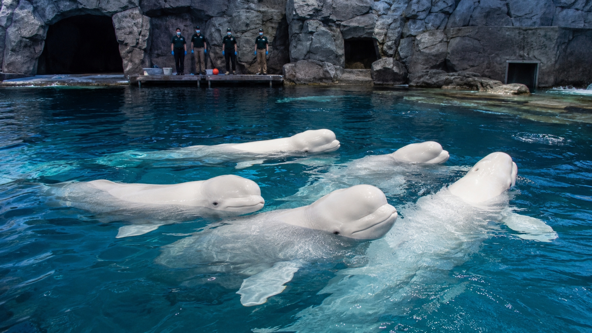 Canada approves beluga whale transfer from contentious marine park