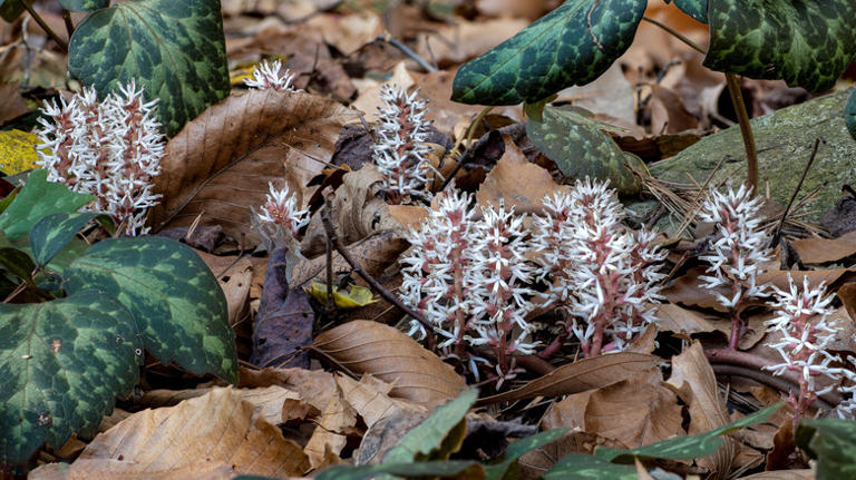 The dense-growing ground cover that beautifies a shady garden walkway ...