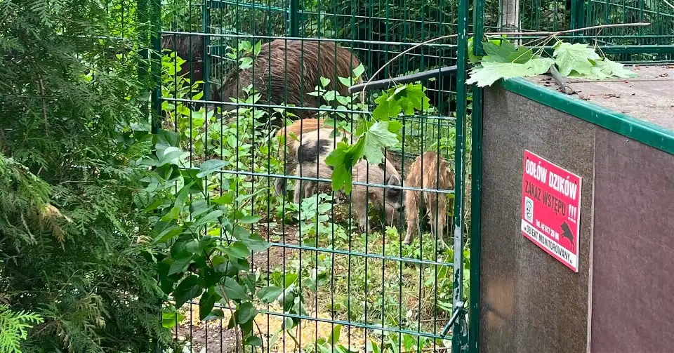 Dziki na Widzewie: Spółdzielnia i odłownia – jak to działa?