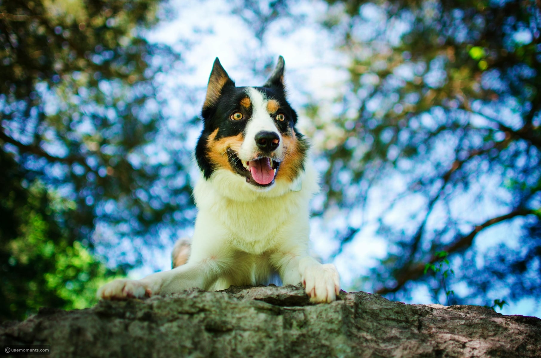 These 9 dog breeds are the hardest to care for and live with