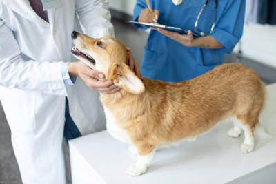 犬の涙やけが悪化する『タブー行為』５選 放置してはいけない理由や逆効果となるケアの仕方まで