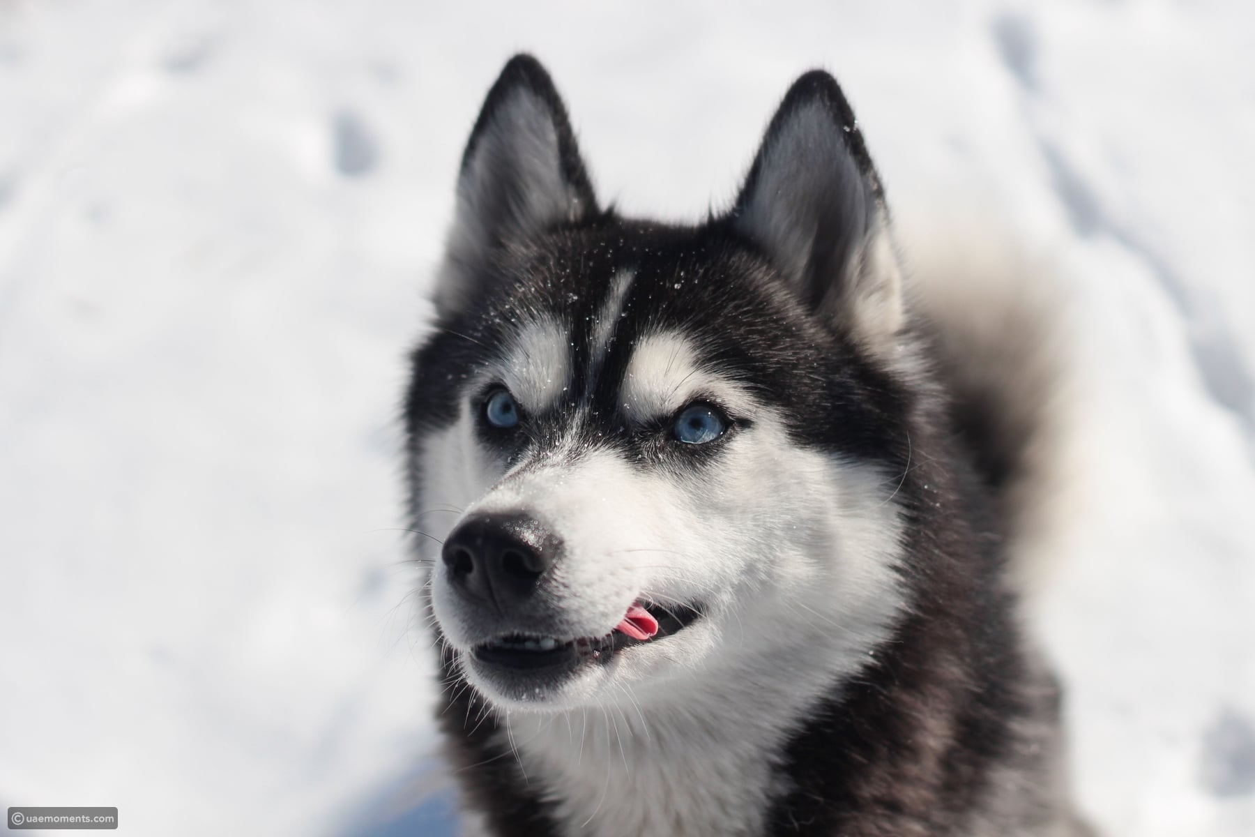These 9 dog breeds are the hardest to care for and live with