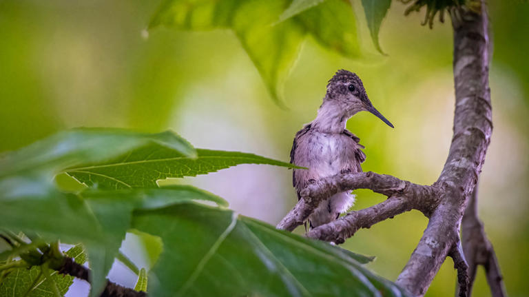 5 signs you might have a hummingbird family living in your backyard