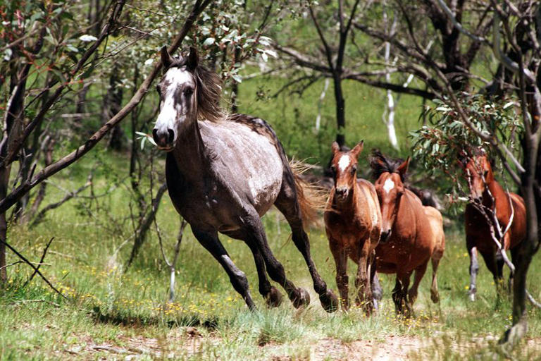 Australia to shoot 13,000 wild horses in desperate move to control ...