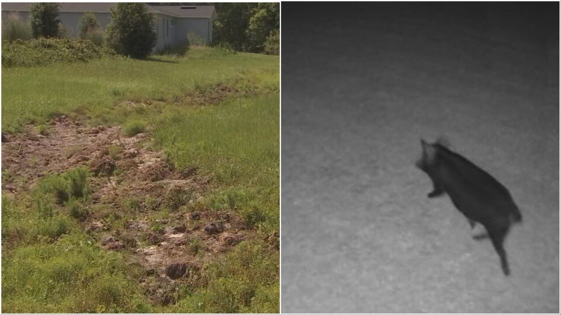 Wild hogs wreak havoc in Poinciana