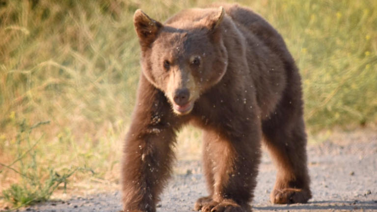 Couple fights off huge black bear with unusual items