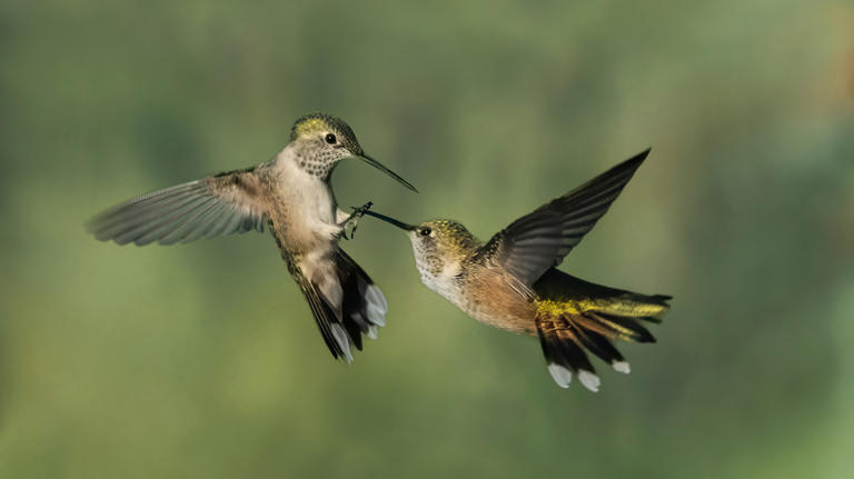 5 signs you might have a hummingbird family living in your backyard