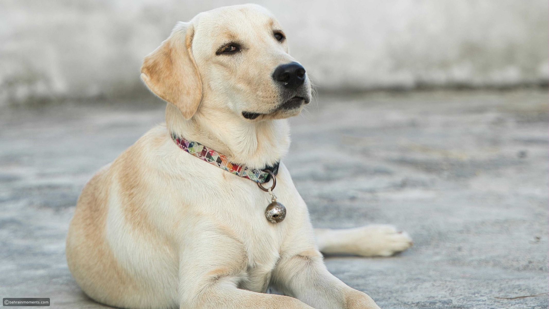Dog breeds frequently associated with loyalty and companionship