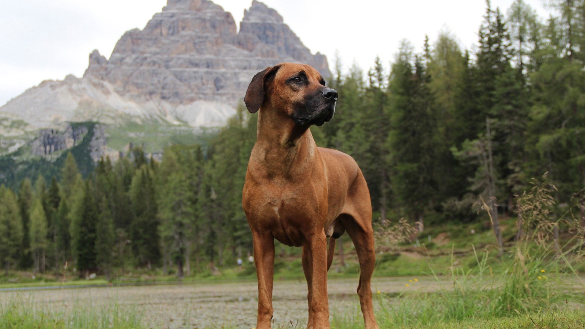 Types of large-breed dogs