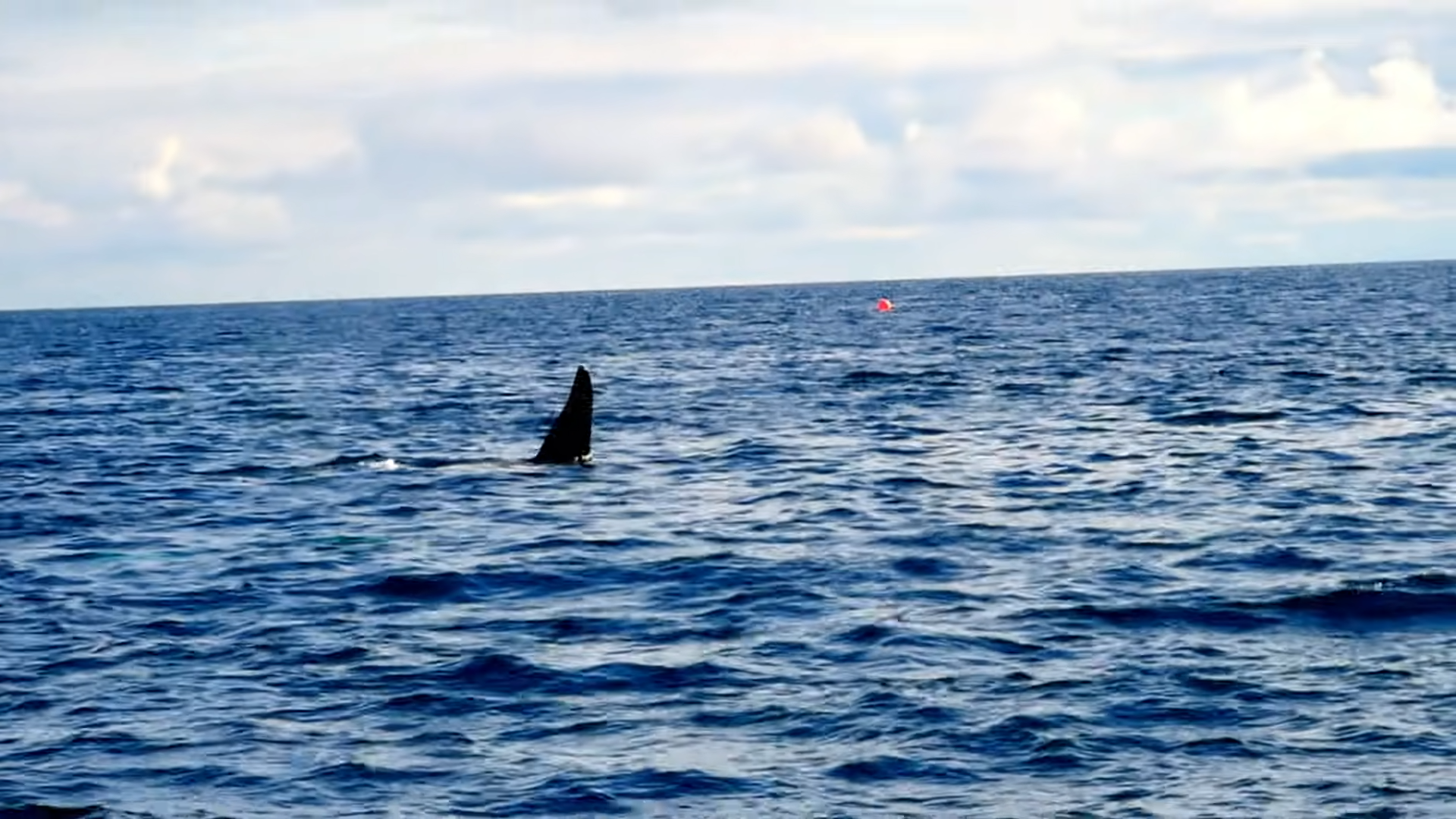The passage was going fine until the baby orca stopped the boat