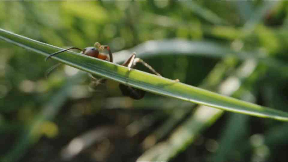 This $10 mixture wipes out entire ant colonies - but only if you use less