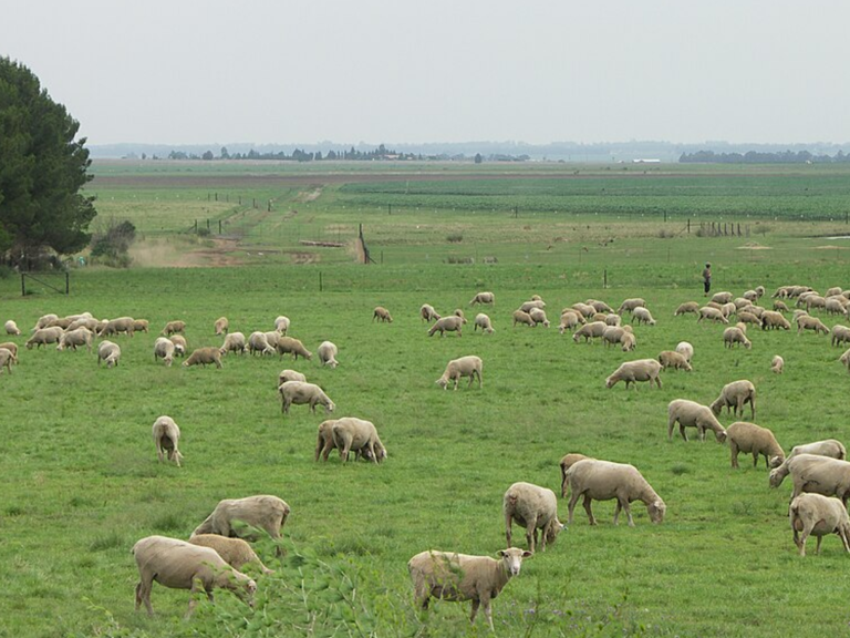 Climate change is putting South Africa’s sheep farmers under strain and ...