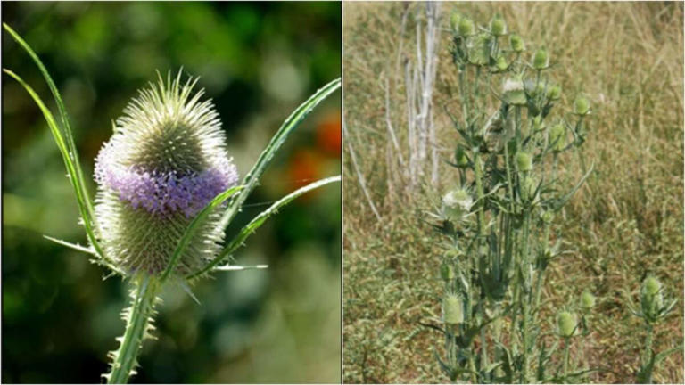 Plants used in flower arrangements now a noxious weed in KS. How to ...