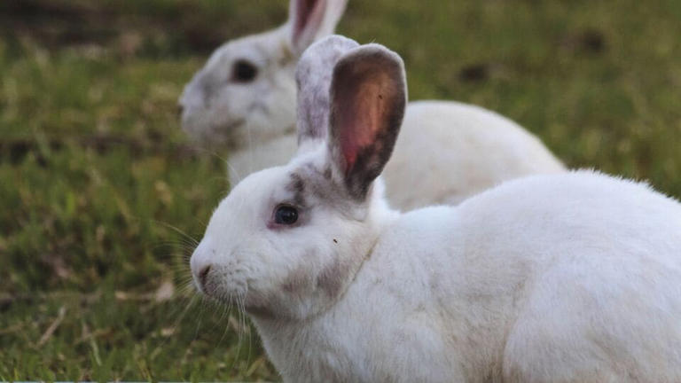 German proverb of the day: 'He who chases two rabbits at once will ...