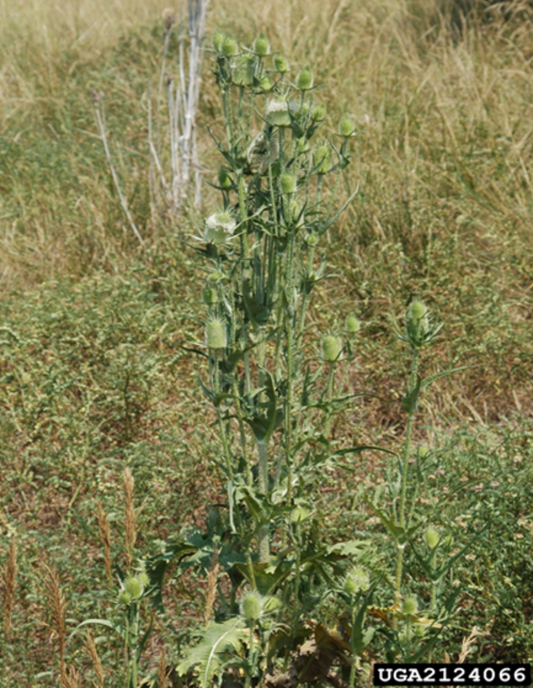 Plants used in flower arrangements now a noxious weed in KS. How to ...