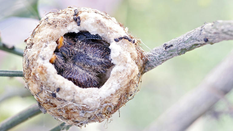 5 signs you might have a hummingbird family living in your backyard