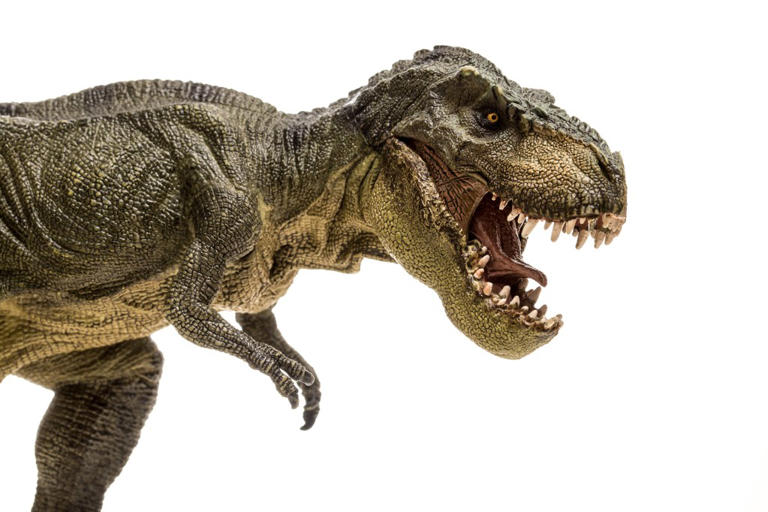 Bona fide T rex leather purse is going up for auction — and it could ...