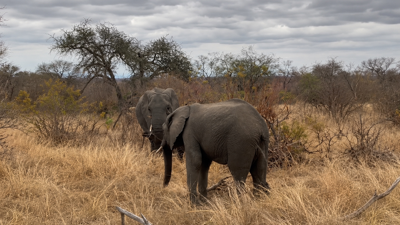 This beautiful elephant family gave me goosebumps while I filmed