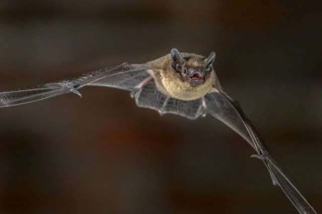 Rabid bats are turning up across San Diego County ahead of summer ...