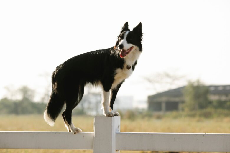 The 10 most high-maintenance dog breeds