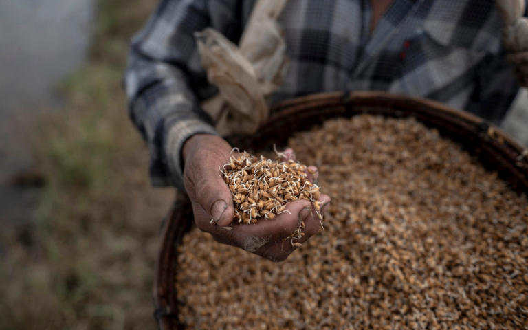 A farmer prepares to sow rice seeds in Yangon – but the fuel and fertiliser crisis caused by the Iran war is expected to severely impact harvests and exports - Sai Aung MAIN/AFP via Getty Images