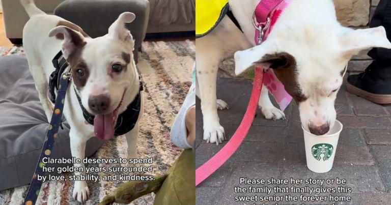 Senior Dog Let Down Again & Again, Still Chooses Love